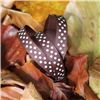 Order  Autumn Leaves Ribbon - Dots Root Beer/White